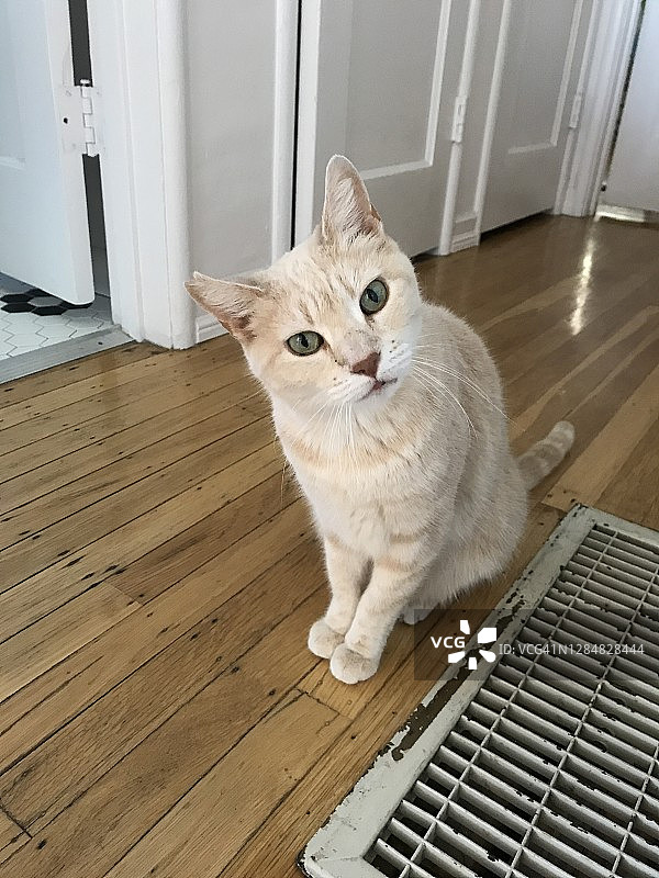 好奇的小猫在地板上图片素材