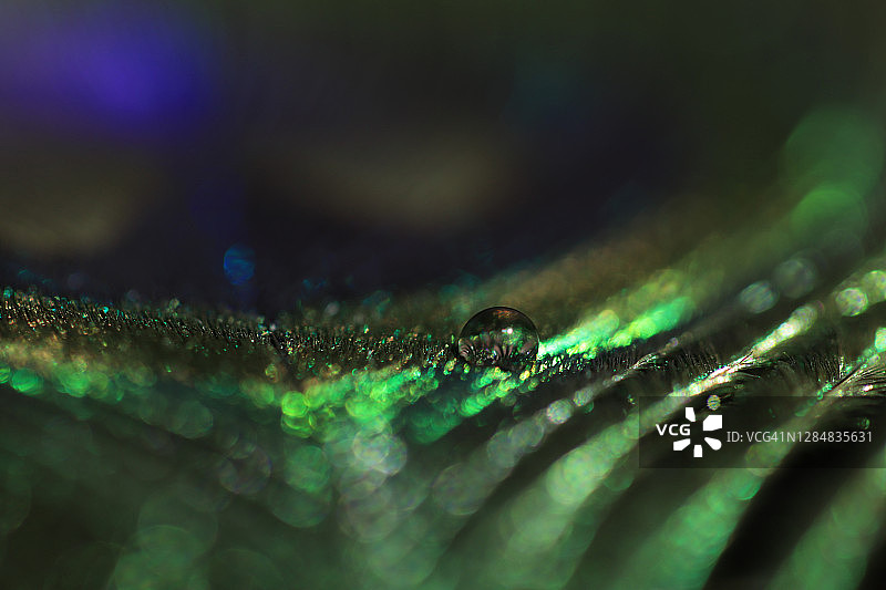 孔雀尾羽和水滴的特写图片素材