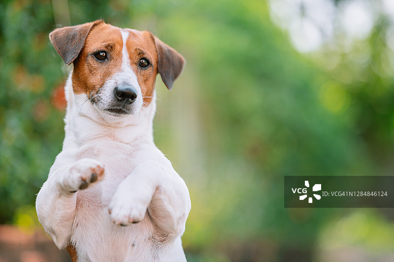 小杰克罗素梗犬在室内外玩耍图片素材