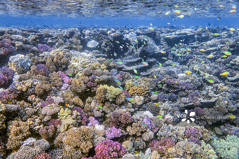 红海美丽珊瑚礁上的海洋生物，有许多小热带鱼绿光鳃鱼，地点：埃及马尔萨阿拉姆拉哈米湾图片素材