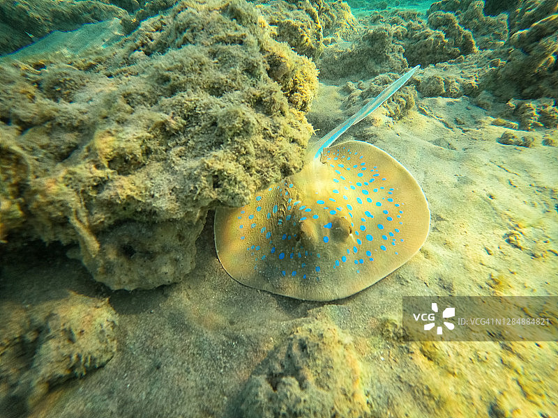 蓝点黄貂鱼或缎带尾魟图片素材