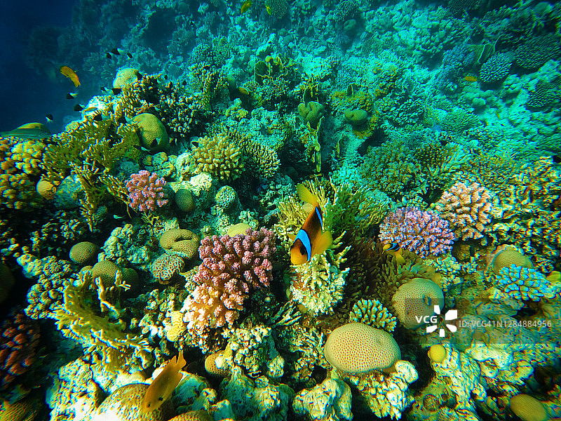 红海海葵鱼（小丑鱼）在海葵中 - 水下，位于埃及达哈卜的旗鱼湾潜水点图片素材