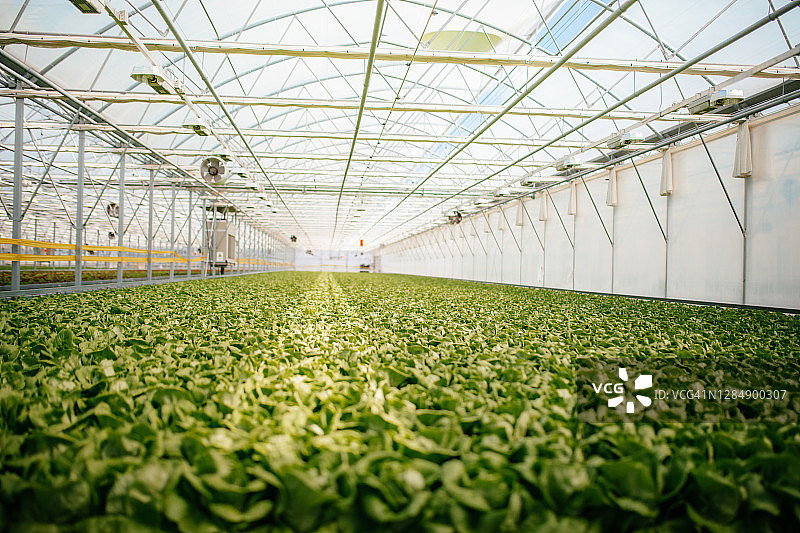 温室内的生菜种植园图片素材