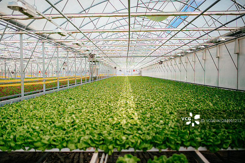 温室内的生菜种植园图片素材