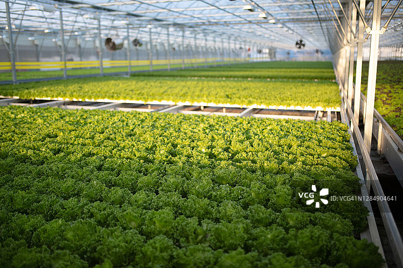 温室里的生菜农场图片素材