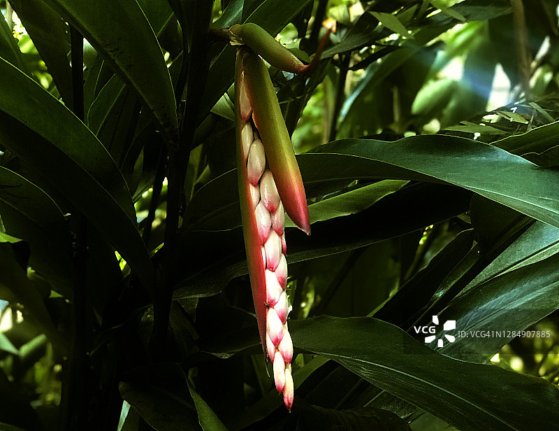 森林中的假豆蔻花蕾图片素材