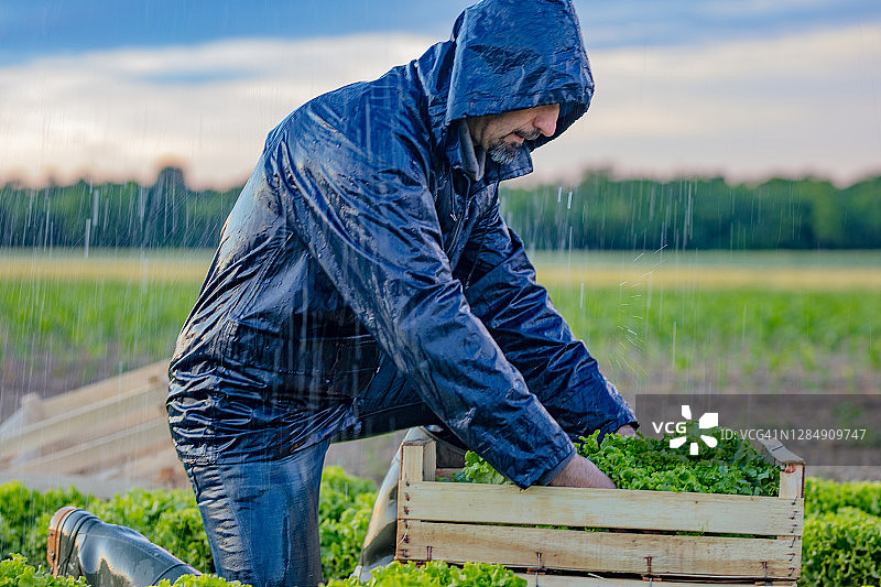 农民在生菜种植园工作图片素材