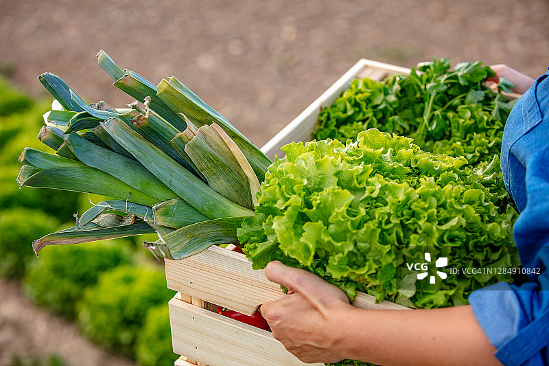 搬运蔬菜箱子的人图片素材