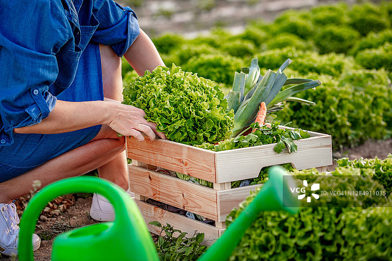 在农田里工作的女人图片素材