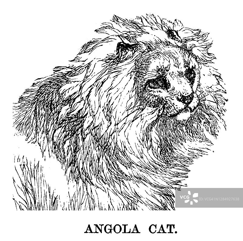 土耳其安哥拉猫古老雕刻插图图片素材