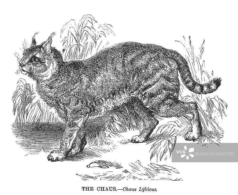 丛林猫的古老雕刻插图图片素材