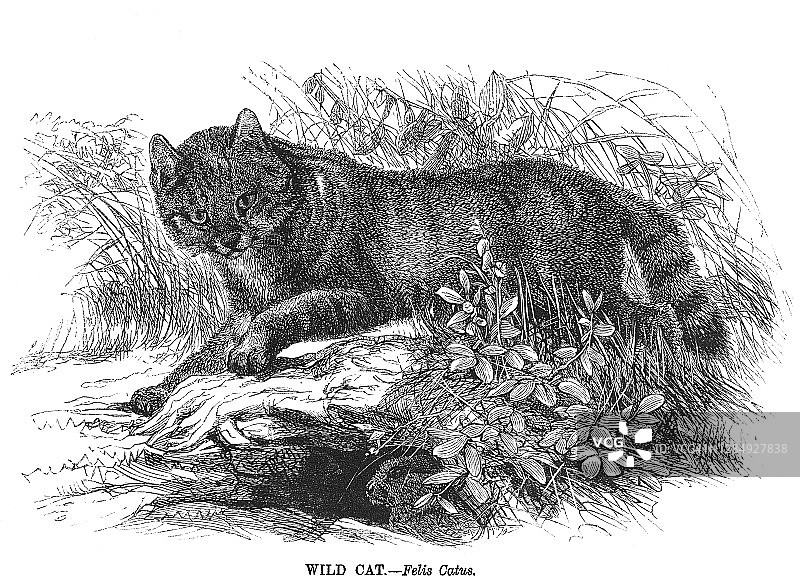 野猫（Felis catus）古老雕刻插图图片素材