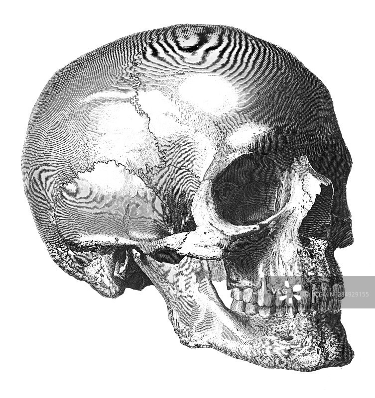 旧版雕刻插图：人头骨骼图片素材