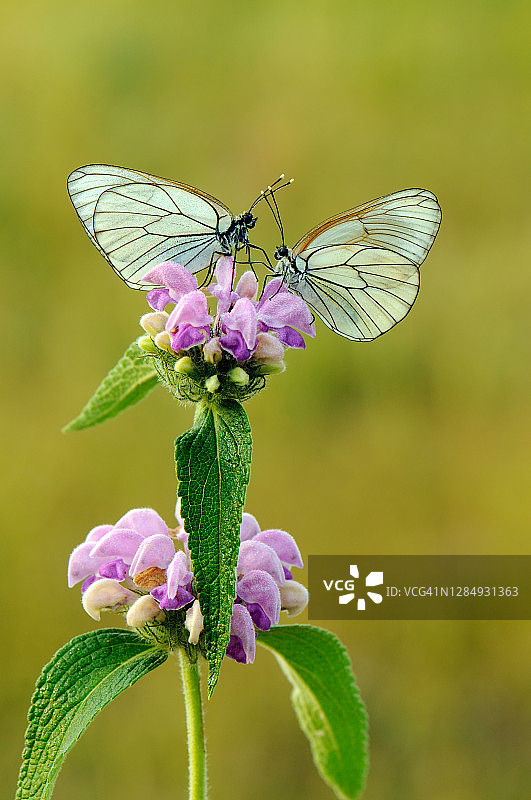 清晨原野上两只舞毒蛾停留在野花上图片素材