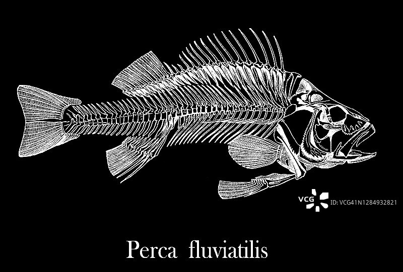 欧洲鲈鱼骨骼的古老雕刻插图图片素材