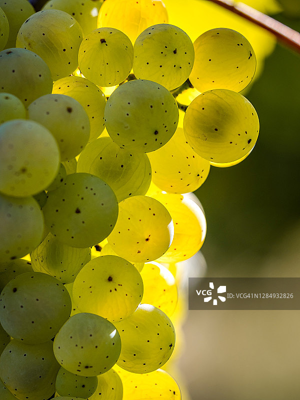 阳光明媚的秋季葡萄藤上，挂满一串串多汁的成熟葡萄。收获前的时光。阿尔萨斯的葡萄酒生产。图片素材
