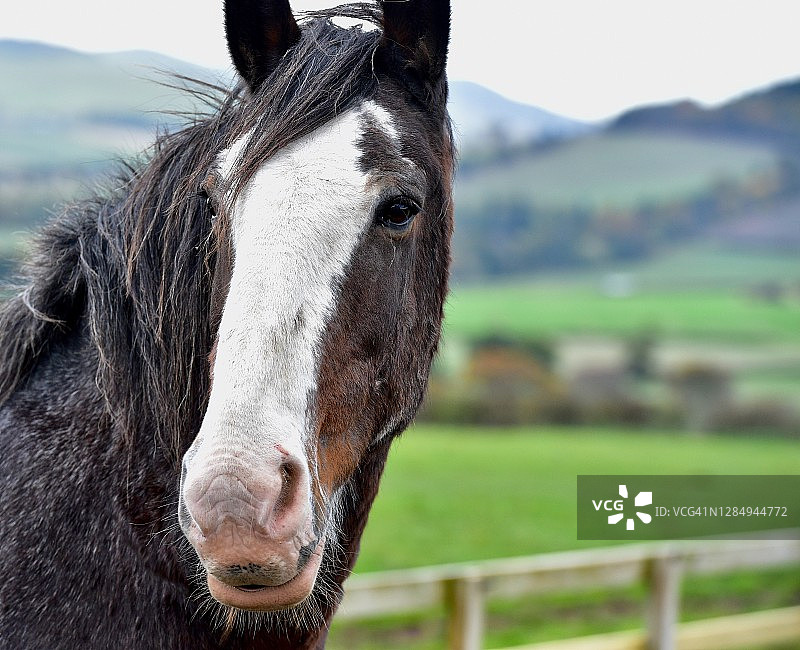 强健的挽马图片素材