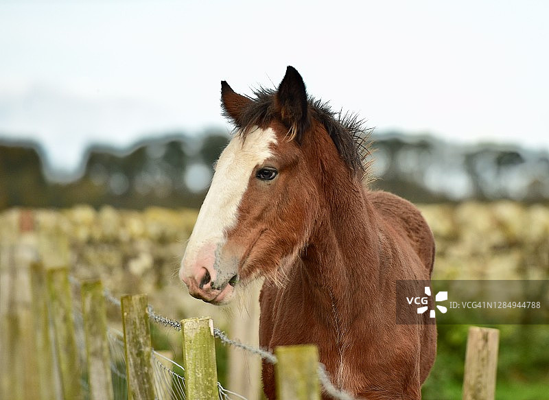 强健的挽马图片素材