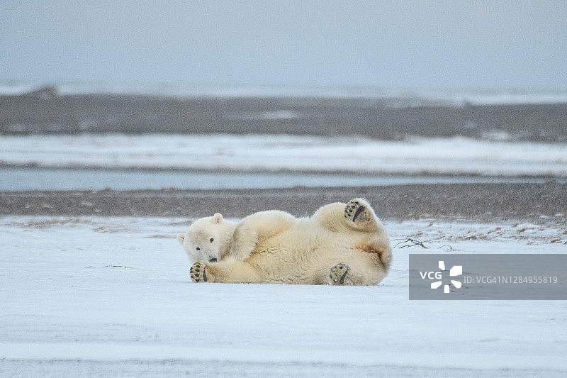 来自阿拉斯加北极村的北极熊图片素材