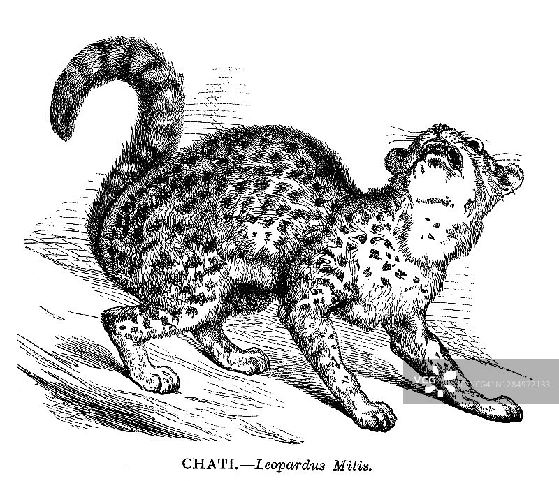 小斑虎猫的古代雕刻插图图片素材