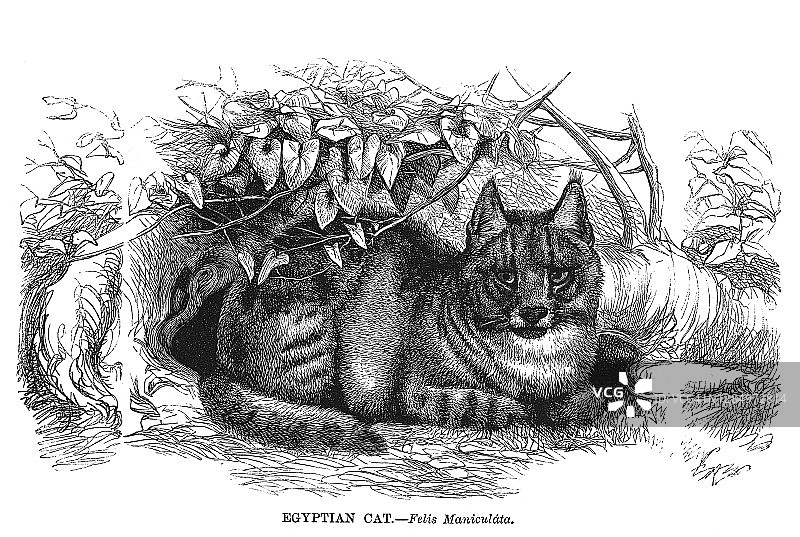 埃及猫（Felis maniculata）古老雕刻插图图片素材