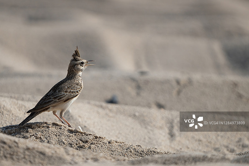 凤头百灵图片素材