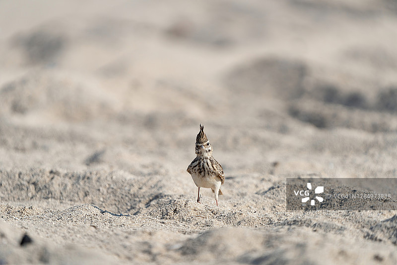 凤头百灵图片素材