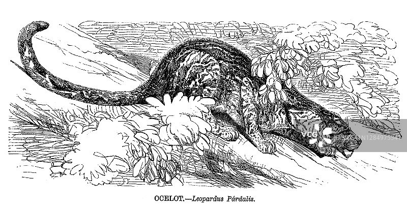 美洲豹猫古老雕刻插图图片素材