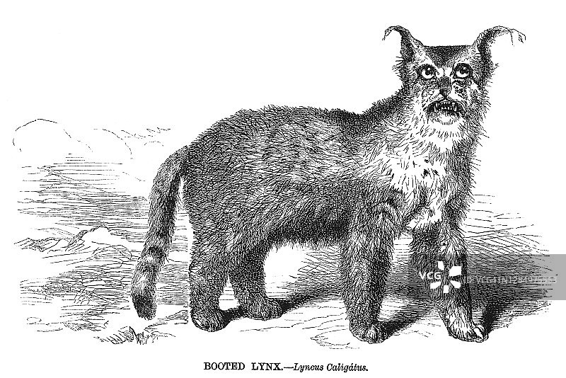 猞猁古董雕刻插图图片素材