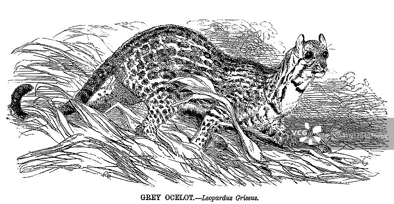 灰 ocelot 猫的古老雕刻插图图片素材