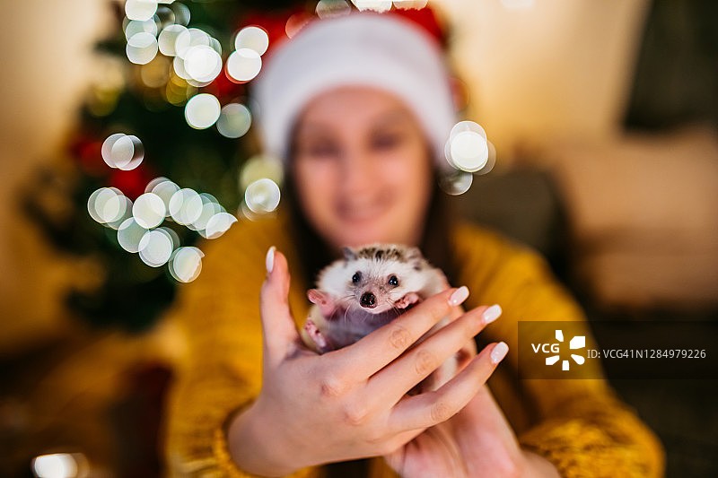 女人和她的刺猬在圣诞节图片素材
