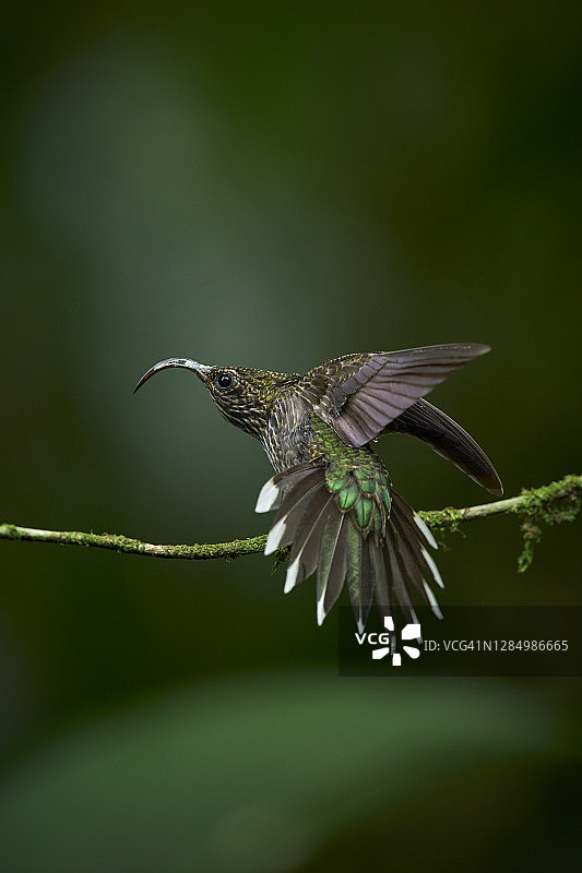 白尖镰嘴蜂鸟图片素材