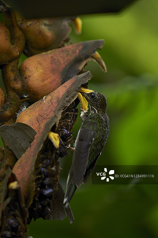 白尖镰嘴蜂鸟图片素材