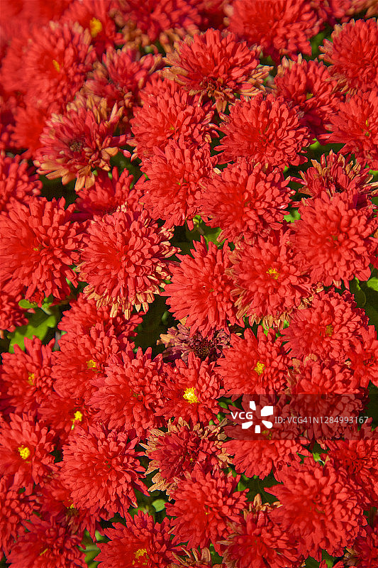 秋季展示中的红色菊花图片素材