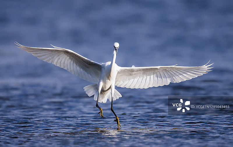 小白鹭在池塘上空飞翔图片素材