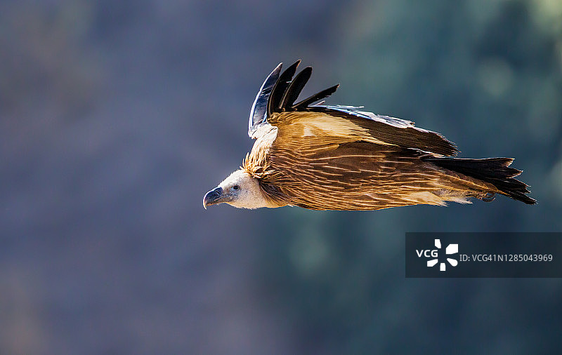 飞行中的欧亚兀鹫图片素材