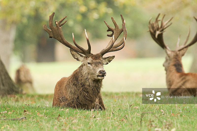 一只大型雄性马鹿在发情季节期间的草地上休息图片素材