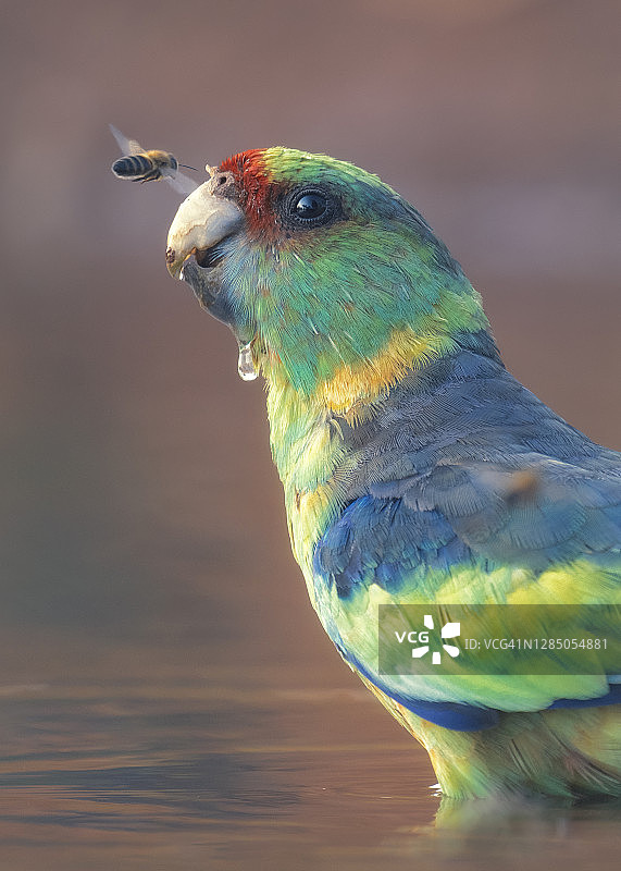 正在喝水的环颈鹦鹉，同时观察着一只西方蜜蜂图片素材