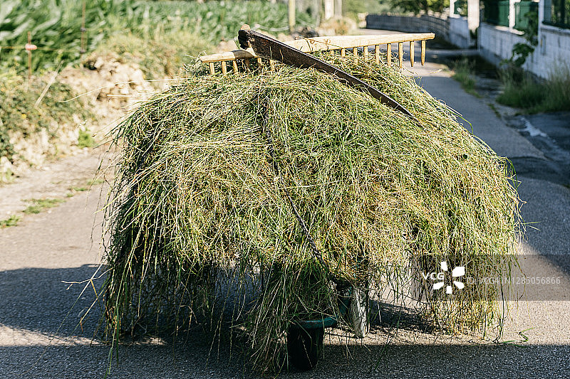 装满镰刀割下青草的独轮车图片素材