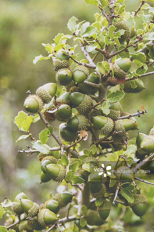 栓皮栎树图片素材