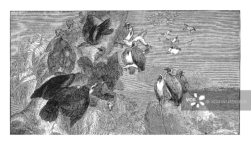 秃鹫掠食鸟类古版画图片素材