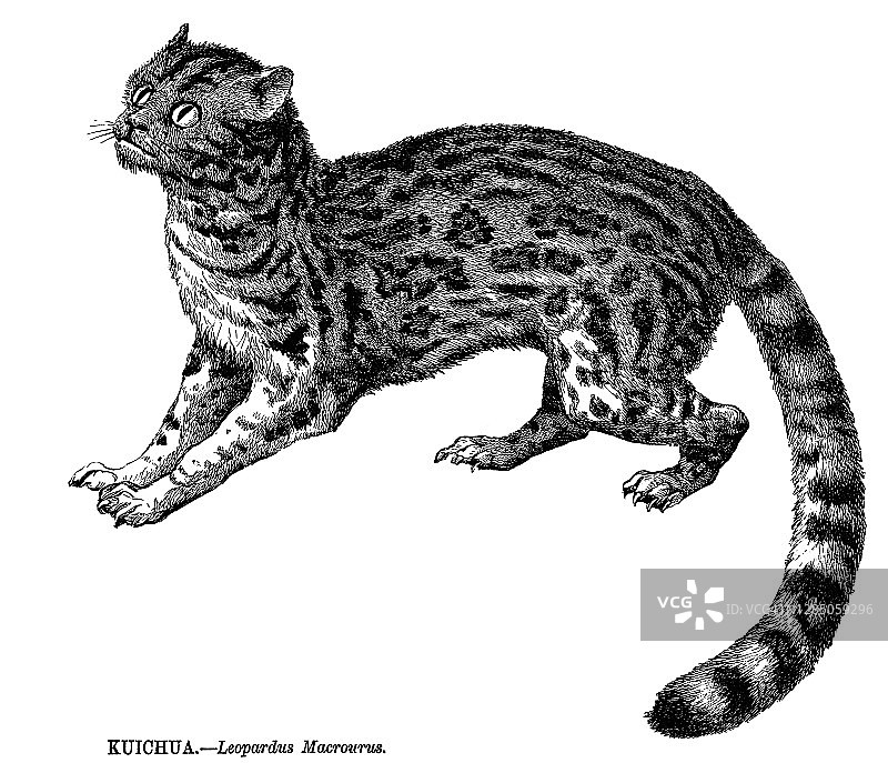 长尾虎猫老式版画图片素材