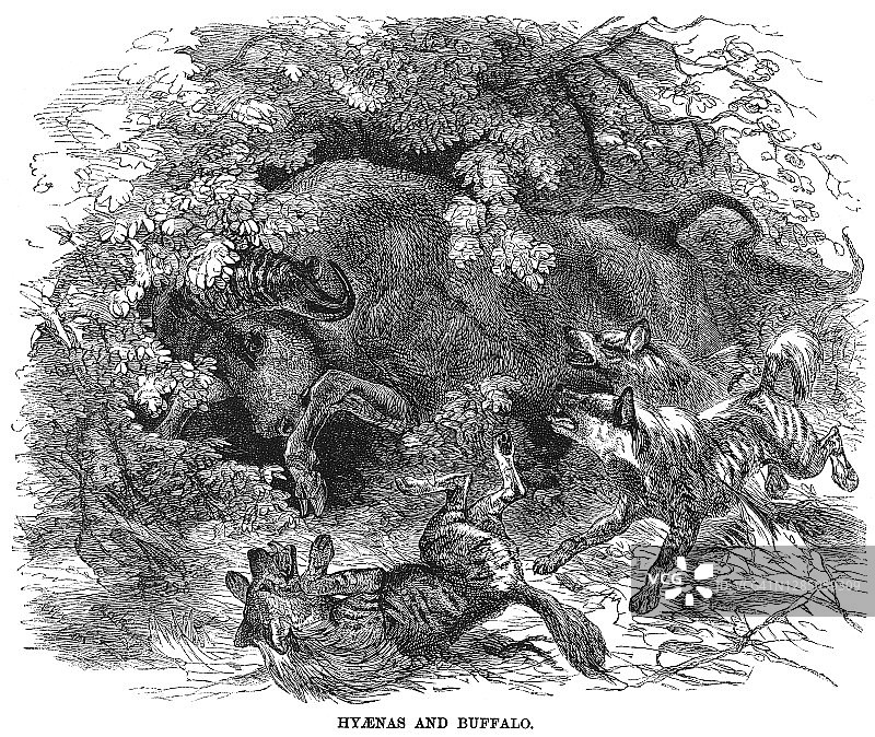鬣狗捕食水牛老式雕刻插图图片素材