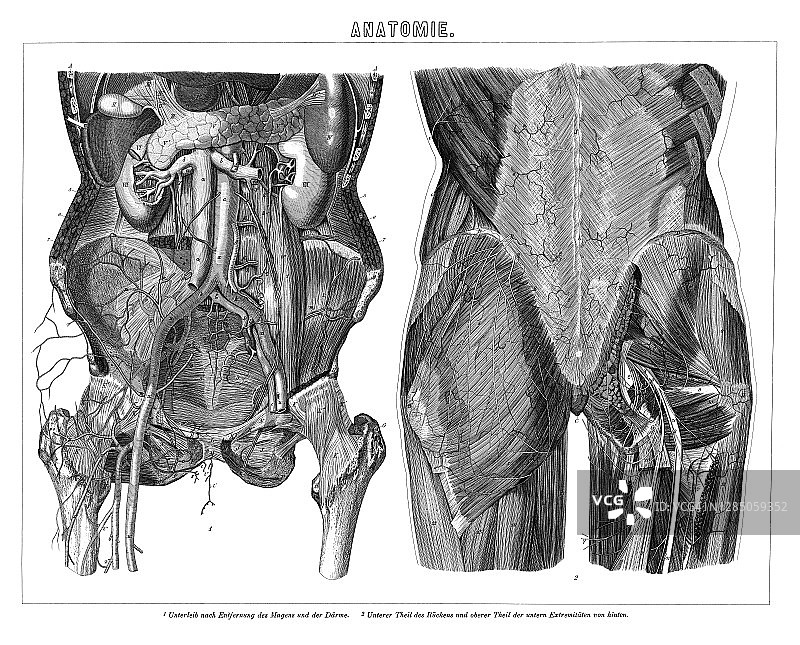 老式雕刻插图：人体肠道内脏图片素材
