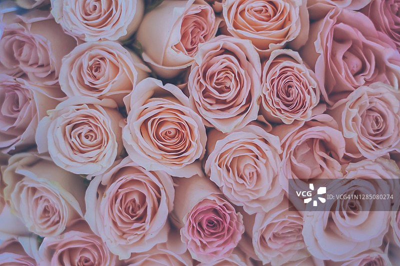 完整框架的玫瑰花束图片素材