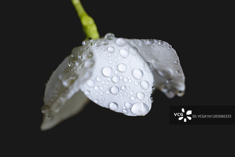 带水珠的白色花朵图片素材