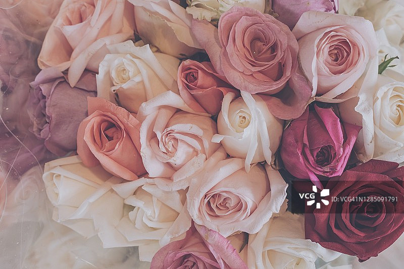 完整框架的玫瑰花束图片素材