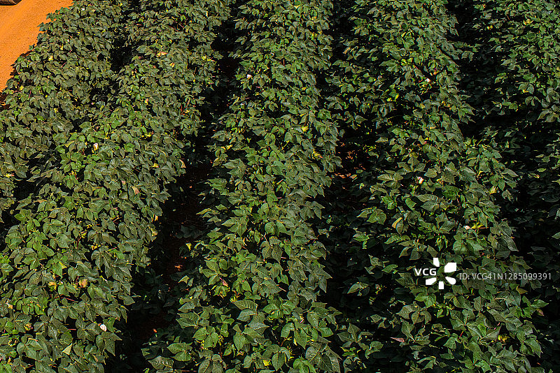生长的绿色棉花植物图片素材