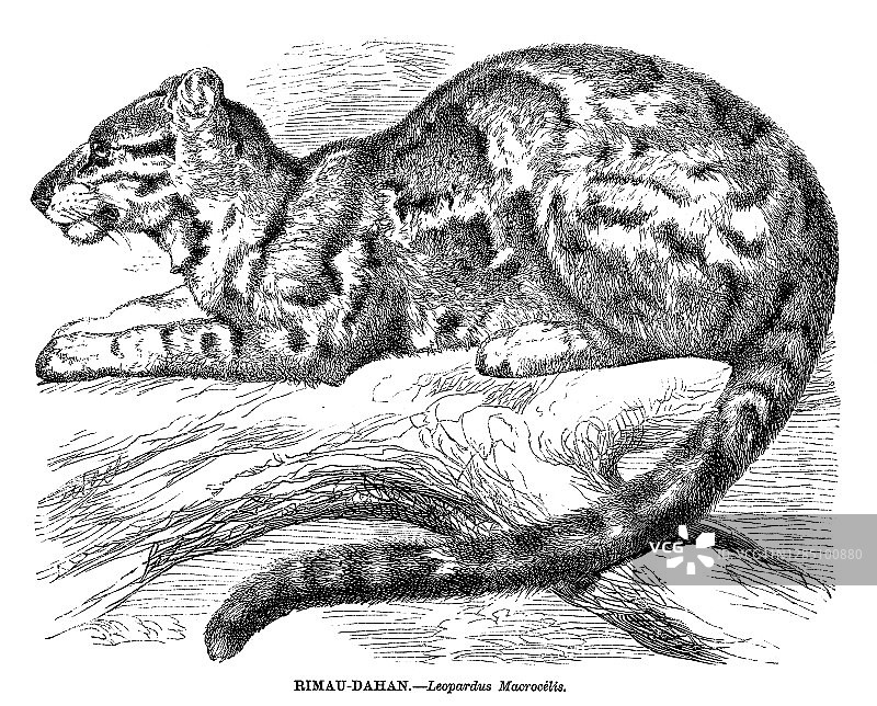 云豹老式雕刻插图图片素材