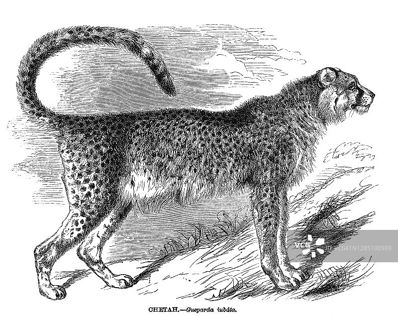 猎豹的古老雕刻插图图片素材